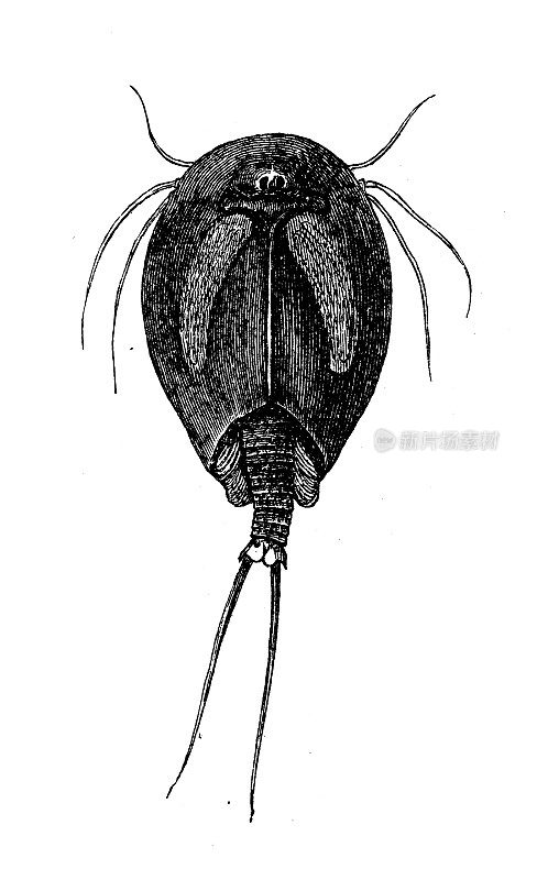 古代生物动物学图像:恶性Apus cancriformis